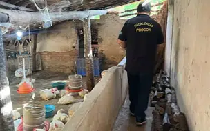 Procon Piauí autua abatedouros clandestinos em Barro Duro