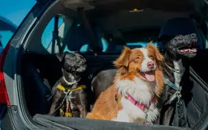 Deixar animais sozinhos em carro pode gerar multa em Teresina; Saiba Mais
