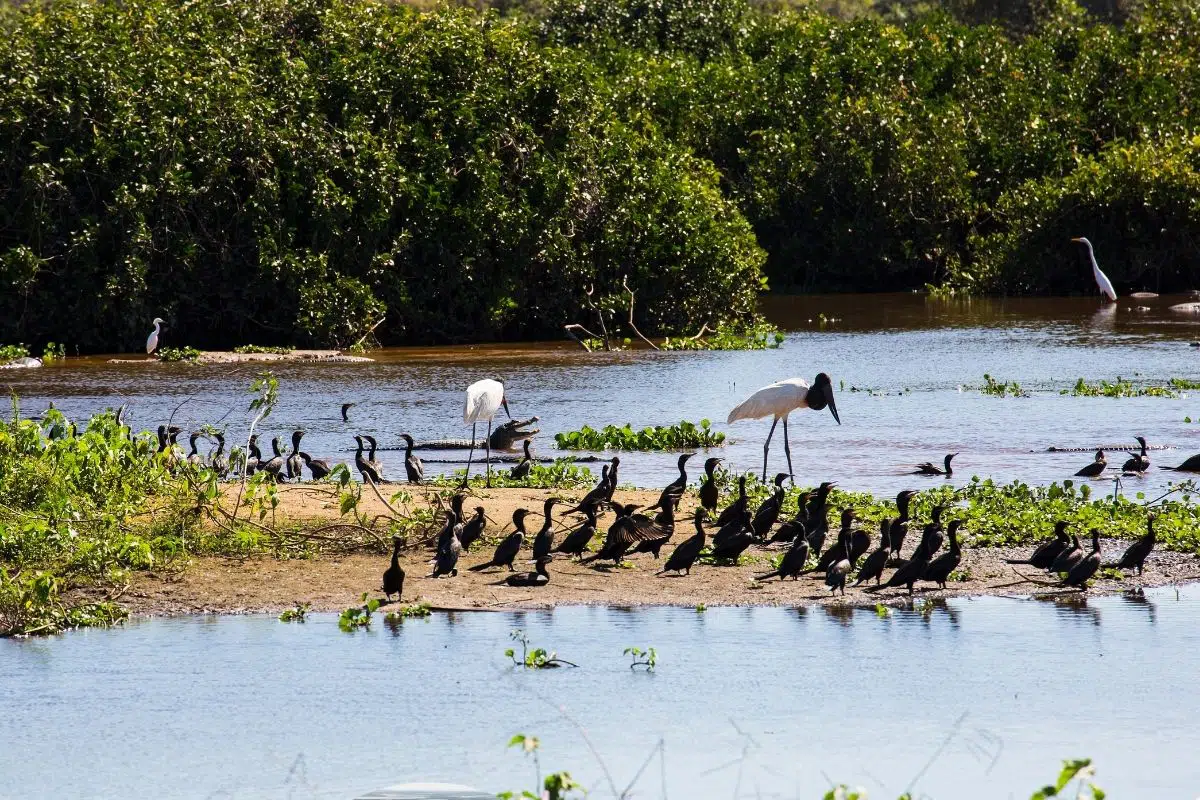 O Pantanal, um dos biomas mais ricos em biodiversidade do mundo, enfrenta desafios ambientais