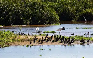 Desafios ambientais no Pantanal: mudanças drásticas em 38 anos