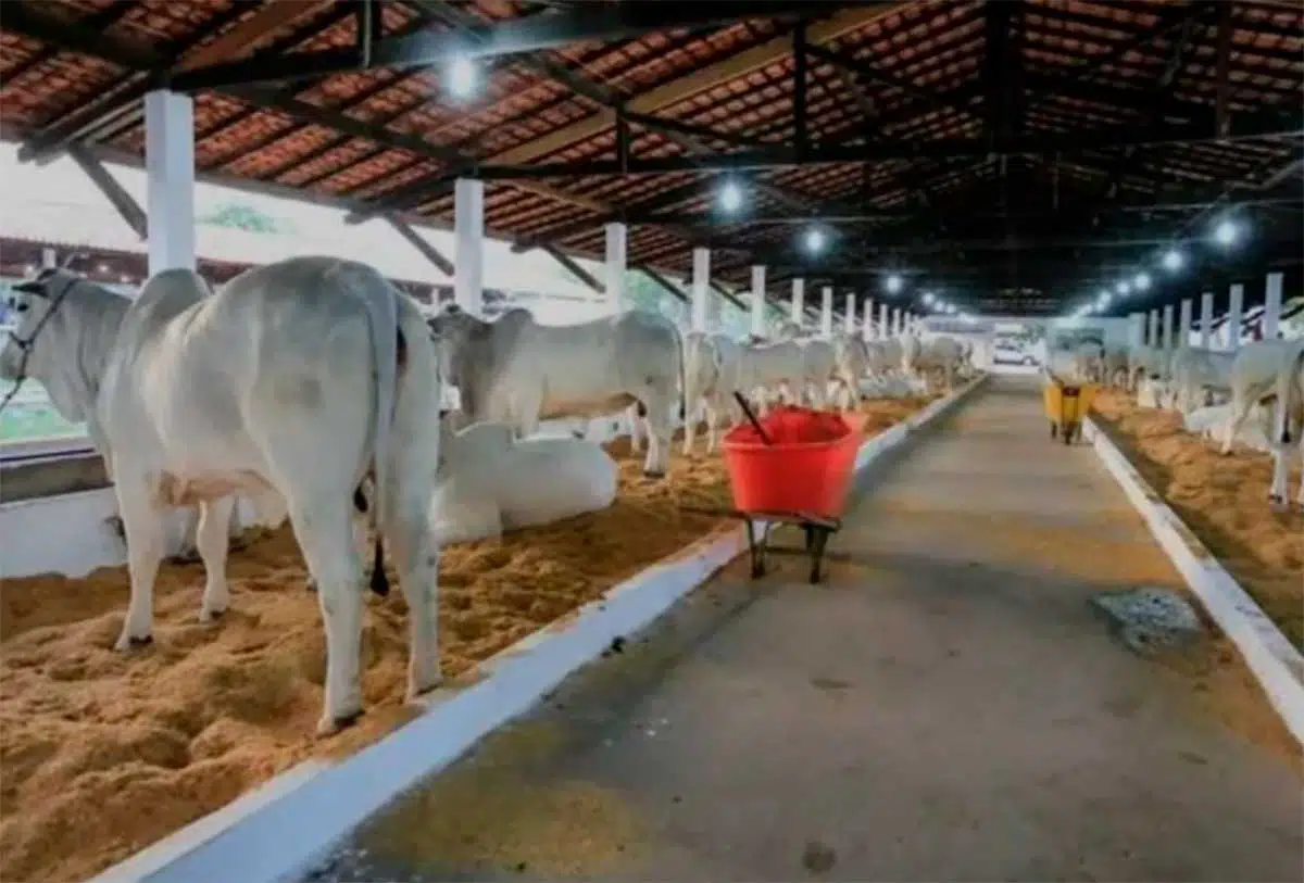 Audiência debateu a realização de um evento sustentável e que garanta o cuidado e proteção aos animais que participarão das exposições, leilões e vaquejadas.