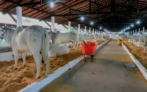 MPPI realiza audiência sobre o bem estar animal na realização da 73º Expoapi