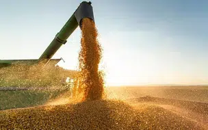 Produção agrícola do Piauí apresenta crescimento superior a 380% diz IBGE