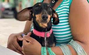 Campus IFPI José de Freitas lança projeto para castração gratuita de animais