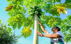 Investimento de R$ 250 milhões vai impulsionar agricultura familiar no Piauí