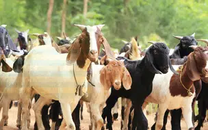 Programa RedeCoop está estruturado para fortalecer cooperativas da agricultura