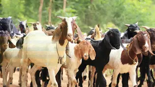 Programa RedeCoop está estruturado para fortalecer cooperativas da agricultura