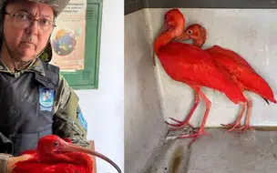 Guarás e marrecos são resgatados em um quintal de casa no litoral do Piauí