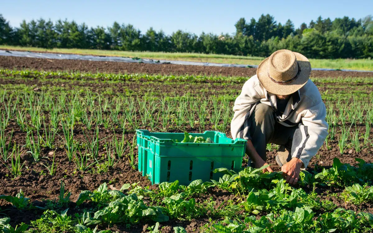 Seduc-PI abre chamada pública para aquisição de alimentos da Agricultura Familiar para o PNAE 2025
