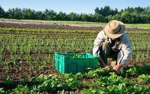 Chamada pública para aquisição de alimentos da Agricultura Familiar