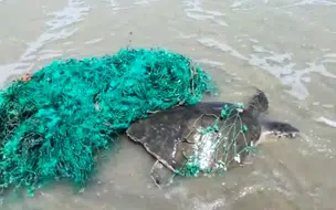 Tartaruga é encontrada presa em uma rede de pesca na praia de Luís Correia