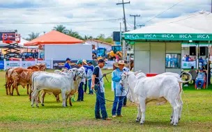 Etapa da maior exposição brasileira de gado nelore reúne criadores de todo país