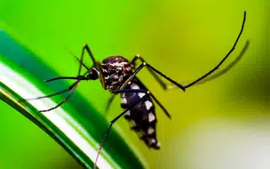 Cidade do Rio de Janeiro confirma primeira morte por dengue de 2024