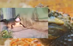 Um Jacaré-de-papo-amarelo é encontrados no meio da rua na cidade de Parnaíba