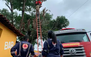Jovem sofre descarga ao realizar poda de árvore e é resgatado em Piripiri
