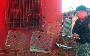 Policiamento Ambiental apreende mais dez aves silvestres em Miguel Alves