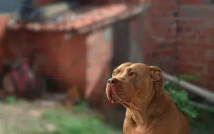 Criança de 8 anos é atacada por pitbull na zona leste de Teresina