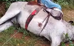 Idoso e jumento morrem eletrocutados após animal pisar em fio de alta tensão