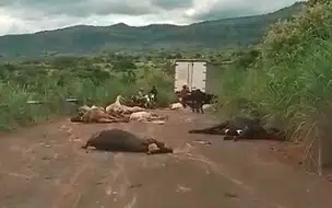 Vídeo, Caminhão atropela vários animais próximo à cidade de Novo Oriente, Piauí