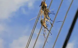 Percentual de ocorrências com pipas aumenta em 18% no Piauí diz Equatorial