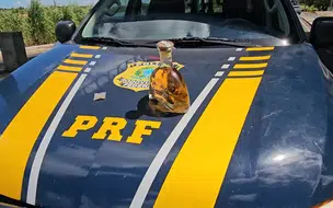 PRF apreende jovem de 14 anos com Skunk e Cachaça na bagagem em Floriano