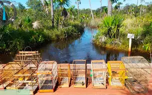 Nove pessoas são presas por crimes ambientais no Maranhão