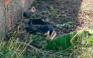 Restos mortais humanos são encontrados em horta na zona sul de Teresina