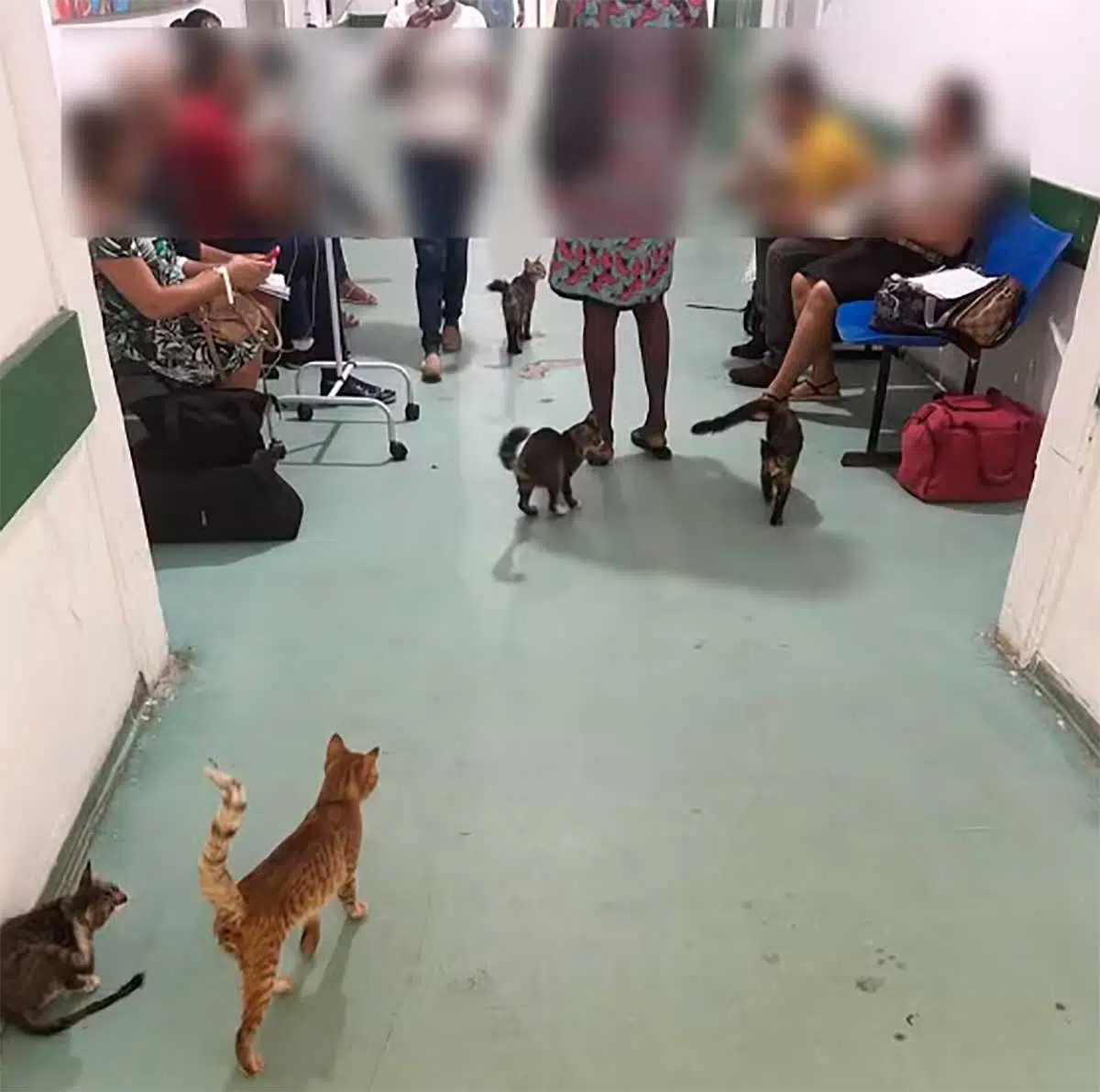 Animais circulam livremente pelos corredores da unidade de saúde representando um risco de infecção para os pacientes