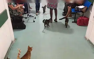 Gatos são flagrados circulando em meio a pacientes em hospital no Piauí