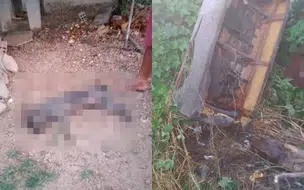 Duas pessoas são hospitalizadas e um cão morre após ataque de abelhas no Piauí