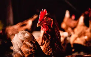 Doença de Newcastle: Ministério da Agricultura notifica fim do foco da doença