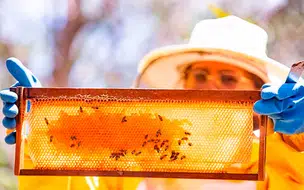 Piauí é considerado o maior exportador de mel no Brasil segundo o MAPA