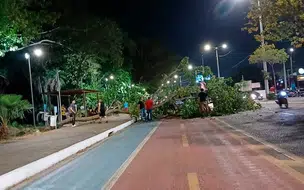 Queda de árvore causa transtorno no trânsito da Av Raul Lopes em Teresina