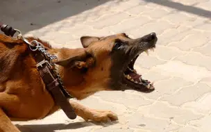 Família pede ajuda para custear tratamento de homem após ataque de cães no Piauí