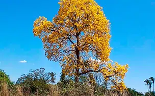 Ipês-amarelos abrem a temporada enfeitando as vias de Teresina