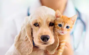 Vacinação em cães e gatos ocorre sábado 28 nas zonas sul e sudeste; confira