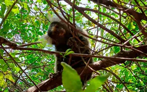 Sagui é encontrado morto com vírus da raiva no Piauí e SESAPI alerta população