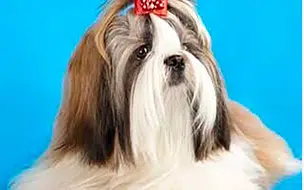 Defensoria Pública atua em processo de tutela de Pet no Piauí