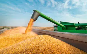 Produção de grãos no Piauí deve atingir novo recorde em 2025 diz IBGE