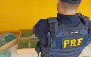 PRF aprende mais de 300 pássaros sendo transportados ilegalmente em Picos