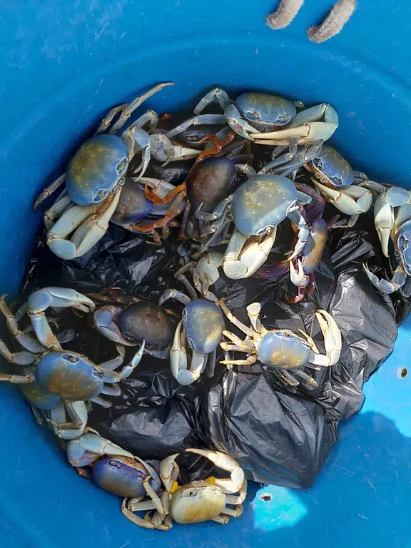 Restaurante é multado em R$ 1,6 milhão por vender caranguejo ameaçado de extinção