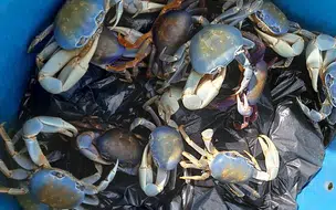 Restaurante é multado em R$ 1,6 milhão ao vender caranguejo ameaçado de extinção