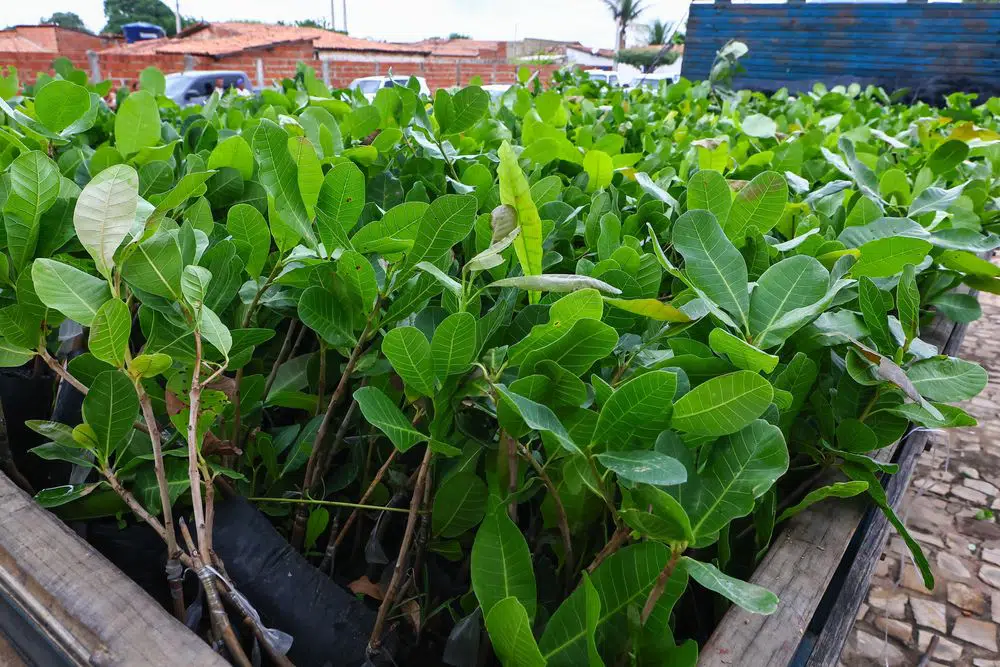 SAF inicia distribuição de 400 mil mudas de caju para agricultores familiares de todo o Piauí
