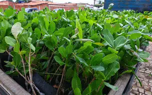 Agricultores familiares de todo o Piauí recebem 400 mil mudas de cajueiro