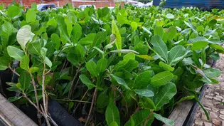 Agricultores familiares de todo o Piauí recebem 400 mil mudas de cajueiro