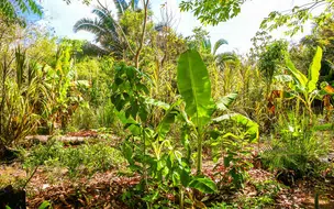 Agroecologia: ações da SAF incentivam produção sustentável de alimentos na agricultura familiar