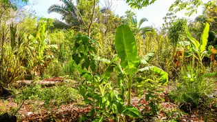 Agroecologia: ações da SAF incentivam produção sustentável de alimentos na agricultura familiar