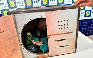 PRF realiza terceira apreensão de araras e papagaios no Piauí em menos de 15 dias