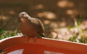 Prefeitura de Coivaras e SEMARCO orientam sobre cuidados com os pássaros durante o verão