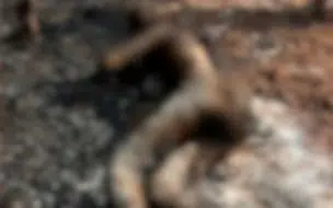 Corpo carbonizado é encontrado em área de mata na zona rural de Timon